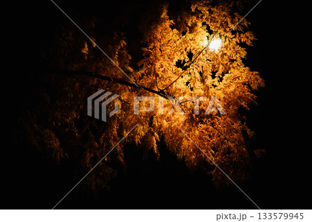 夜の紅葉 夜の紅葉 133579945