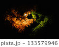 夜の紅葉 133579946