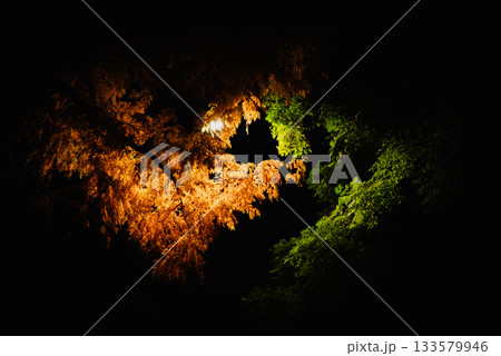 夜の紅葉 133579946