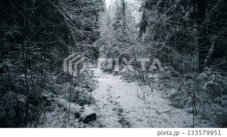 A peaceful winter scene unfolds in a snowy forest in Alaska, Canada. Tall trees are blanketed with snow, and a narrow path winds through the serene landscape. A peaceful winter scene unfolds in a snowy forest in Alaska, Canada. Tall trees are blanketed with snow, and a narrow path winds through the serene landscape. 133579951