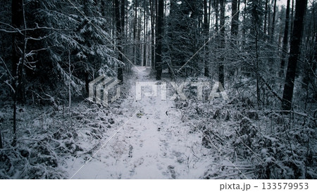 A serene path winds through a snow-laden forest in winter, capturing the stillness of nature in Alaska or Canada. Tall trees stand guard over the white landscape. 133579953