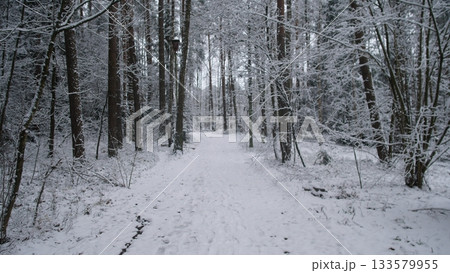 Snow blankets the forest path in Alaska, creating a serene winter landscape. Tall trees stand on either side, their branches heavy with snow, inviting a peaceful stroll through nature. Snow blankets the forest path in Alaska, creating a serene winter landscape. Tall trees stand on either side, their branches heavy with snow, inviting a peaceful stroll through nature. 133579955