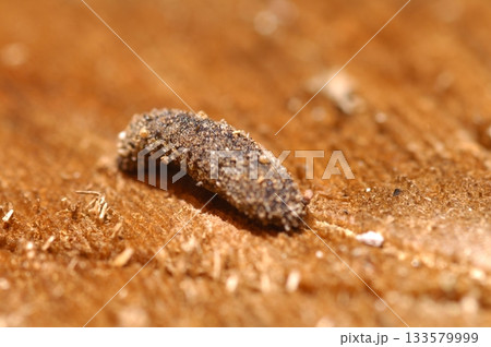 Leech on a ground Macro shot 133579999