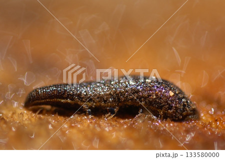 Leech on a ground Macro shot 133580000