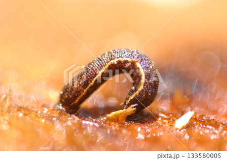 Leech on a ground Macro shot 133580005