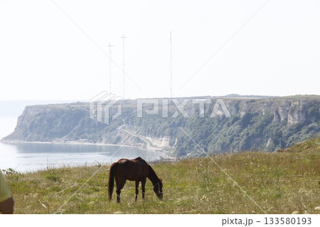 Horse feeding in grass land 133580193