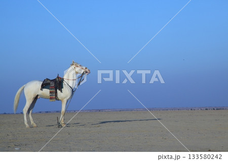 White Horse in the desert Rajasthan India White Horse in the desert Rajasthan India 133580242