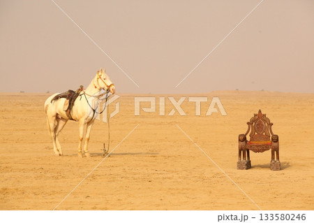 White Horse in the desert Rajasthan India White Horse in the desert Rajasthan India 133580246