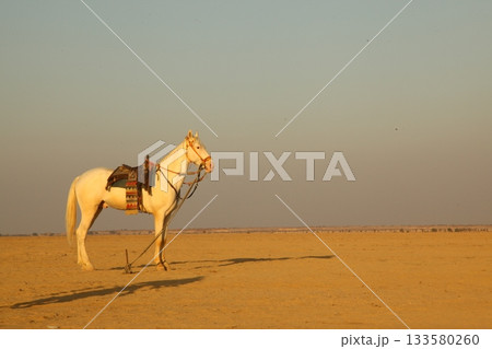 White Horse in the desert Rajasthan India White Horse in the desert Rajasthan India 133580260