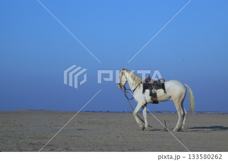 White Horse in the desert Rajasthan India 133580262