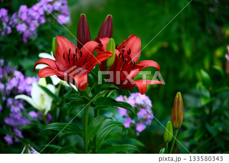 Group of Bright Red Lilies with Buds and Flowers among Green Leaves in the Garden 133580343