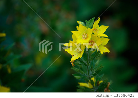 Long Cluster of Yellow Lysimachia Garden Flowers with Green Foliage in Summer Long Cluster of Yellow Lysimachia Garden Flowers with Green Foliage in Summer 133580423