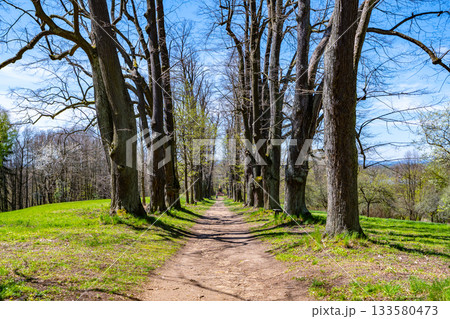 Linden tree alley with dusty country road. Near Lemberk Castle, Czech Republic 133580473