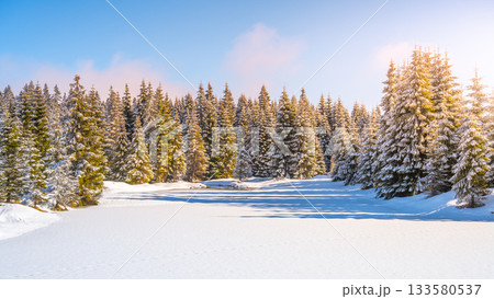 Spruce forests on sunny winter day. Jizera Mountains, Czech Republic Spruce forests on sunny winter day. Jizera Mountains, Czech Republic 133580537