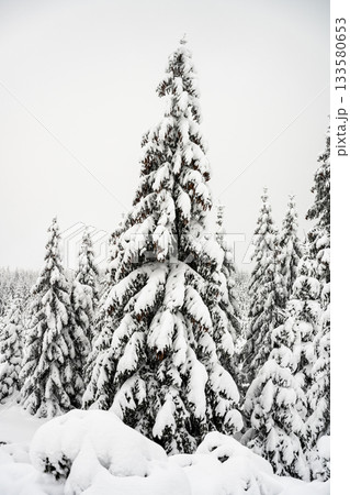 Trees covered by new snow. Winter fairytale landscape. Idyllic winter time in Jizera Mountains, Czech Republic Trees covered by new snow. Winter fairytale landscape. Idyllic winter time in Jizera Mountains, Czech Republic 133580653