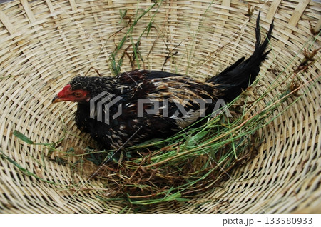 Hens at rural House India 133580933