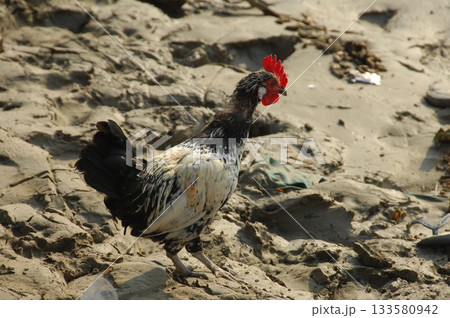 Hens at rural House India 133580942