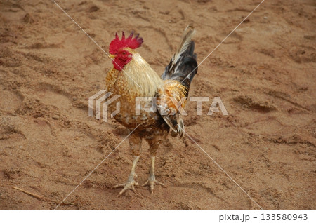 Hens at rural House India 133580943