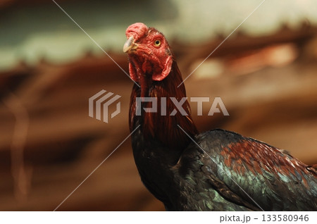 Hens at rural House India 133580946