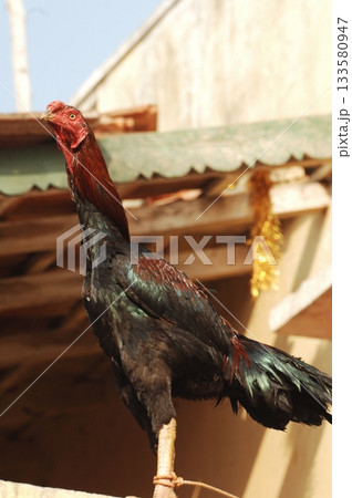 Hens at rural House India 133580947