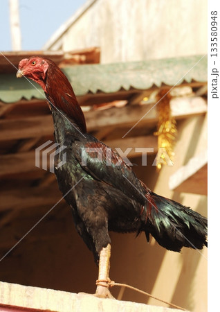 Hens at rural House India 133580948