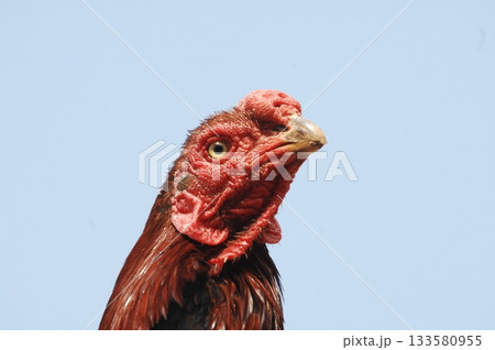 Hen at rural House 133580955