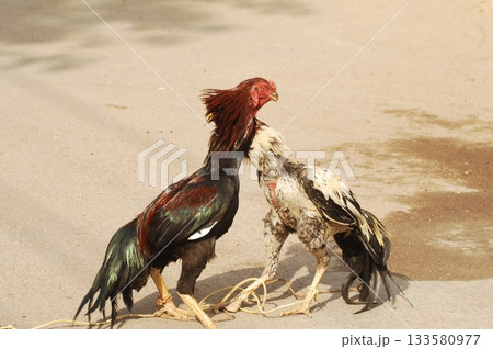 Hen at rural House 133580977