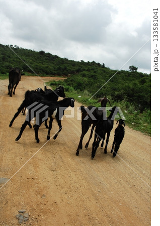 Goats at fields Kerala Goats at fields Kerala 133581041