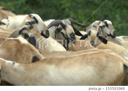 Goats at fields Kerala 133581060