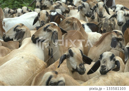 Goats at fields Kerala 133581103