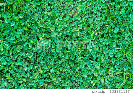Green grass texture. Field of green grass, a lawn in spring. Background of color grass. Closeup of a freshly mowed lawn, park. Sports turf surface. Backdrop of pasture close up. Nature Wallpaper. Green grass texture. Field of green grass, a lawn in spring. Background of color grass. Closeup of a freshly mowed lawn, park. Sports turf surface. Backdrop of pasture close up. Nature Wallpaper. 133581137