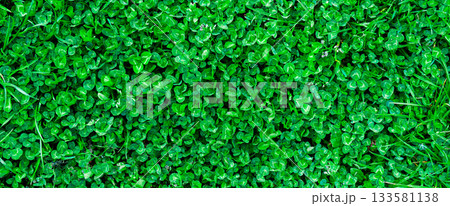Green grass texture. Field of green grass, a lawn in spring. Background of color grass. Closeup of a freshly mowed lawn, park. Sports turf surface. Backdrop of pasture close up. Nature Wallpaper. Green grass texture. Field of green grass, a lawn in spring. Background of color grass. Closeup of a freshly mowed lawn, park. Sports turf surface. Backdrop of pasture close up. Nature Wallpaper. 133581138