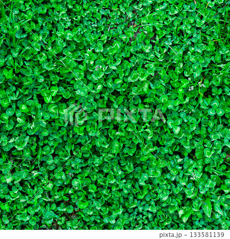 Green grass texture. Field of green grass, a lawn in spring. Background of color grass. Closeup of a freshly mowed lawn, park. Sports turf surface. Backdrop of pasture close up. Nature Wallpaper. 133581139