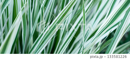 Green grass texture. Field of green grass, a lawn in spring. Background of color grass. Closeup of a freshly mowed lawn, park. Sports turf surface. Backdrop of pasture close up. Nature Wallpaper. Green grass texture. Field of green grass, a lawn in spring. Background of color grass. Closeup of a freshly mowed lawn, park. Sports turf surface. Backdrop of pasture close up. Nature Wallpaper. 133581226