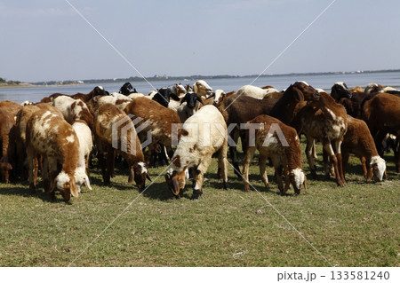 Goats at fields Kerala 133581240
