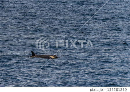 Killer whales in the Antarctic 133581259