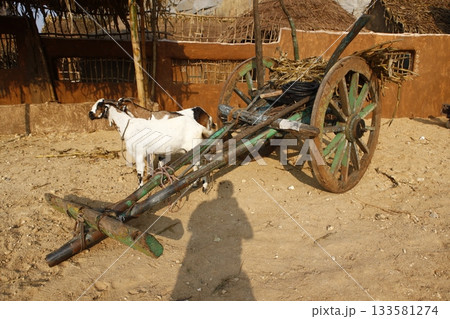 Goat at village Home India Goat at village Home India 133581274