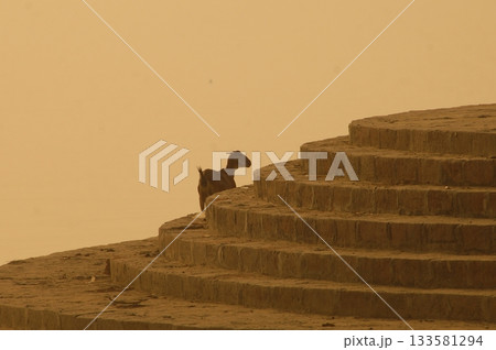 Goat at a Temple India 133581294