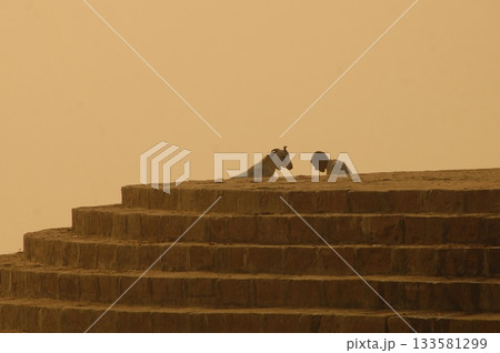 Goat at a Temple India Goat at a Temple India 133581299