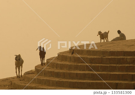 Goat at a Temple India Goat at a Temple India 133581300