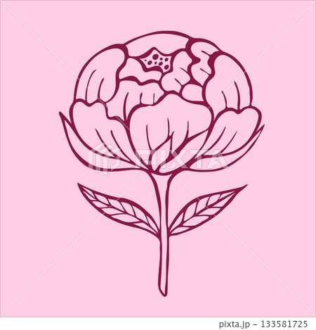 Charming doodle-style pink peony flowers, beautifully illustrated on a gentle light pink background. 133581725