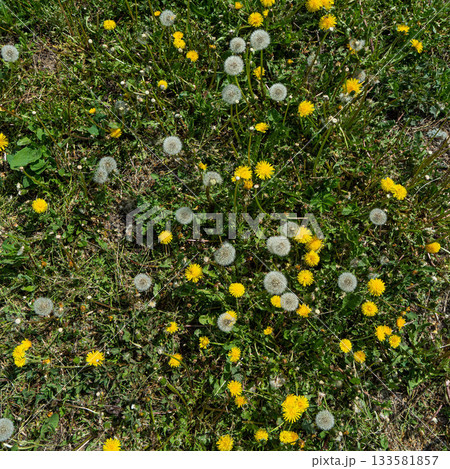 Hand holding a dandellion flower. Dandellion closeup Hand holding a dandellion flower. Dandellion closeup 133581857