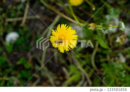 Hand holding a dandellion flower. Dandellion closeup Hand holding a dandellion flower. Dandellion closeup 133581858