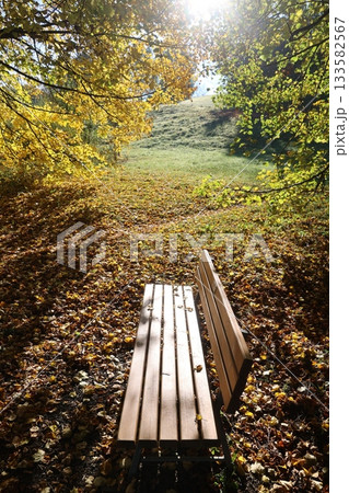 Wooden bench sits in a field of autumn leaves 133582567