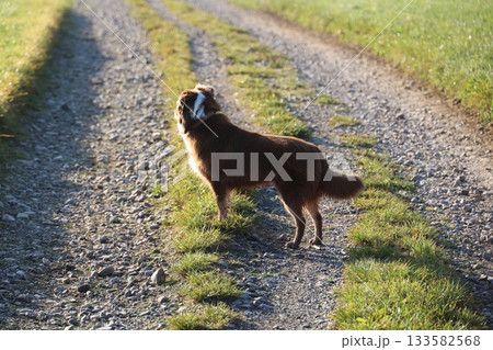 Brown dog is standing on a dirt road, looking to the right 133582568
