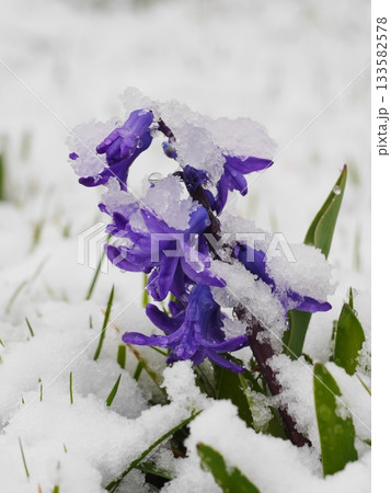 Purple flower covered in snow Purple flower covered in snow 133582578