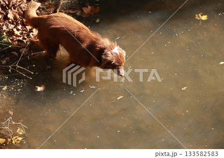 Brown dog is walking in a river Brown dog is walking in a river 133582583