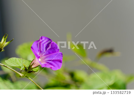 夏の日差しに咲く一輪の鮮やかな紫色の朝顔 133582719