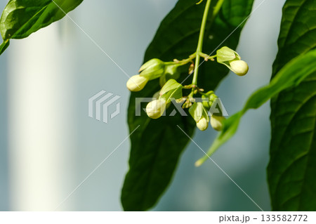 初夏を彩る蕾をつけたクレロデンドルム 133582772