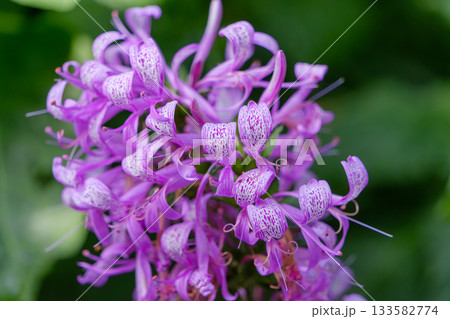 紫色の花びらに白い斑点を持つエキゾチックな花 133582774